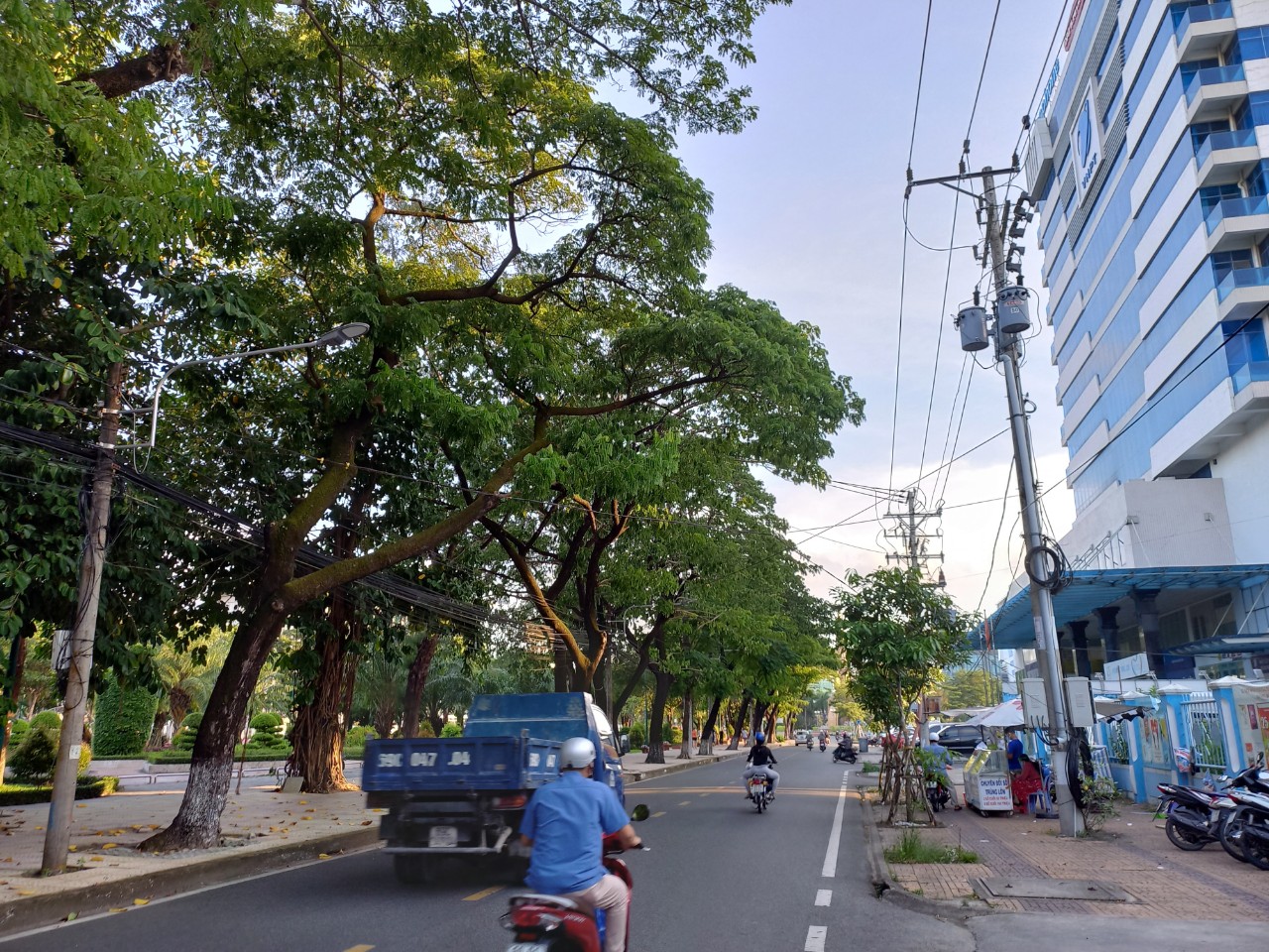 TP Cà Mau: Những cây xanh nằm lẫn lộn trong đường dây điện 